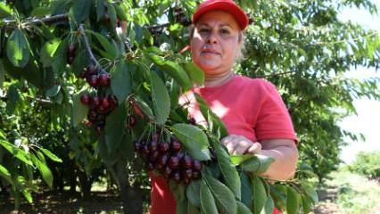 Tanesi 22 grama kadar çıkıyor: Bu sene fiyatlar yüksek