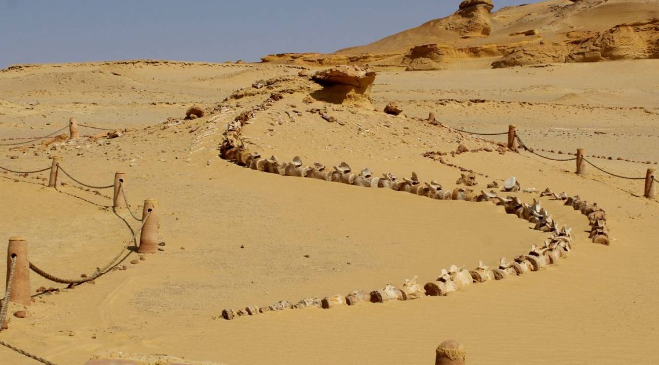 Dünyanın en ilginç yerlerinden: Çöldeki balinalar...
