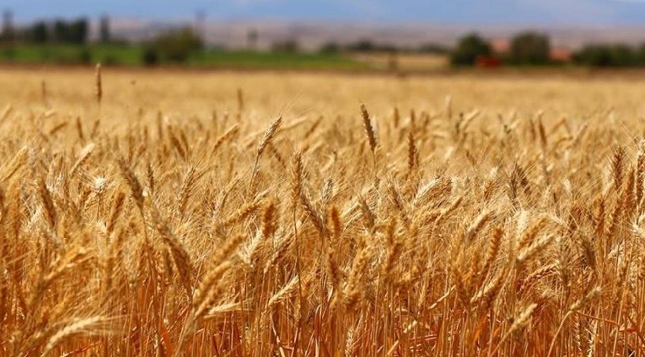 Buğday önerisi: Artık ekim ayı 'ekim ayı' olmaktan çıktı