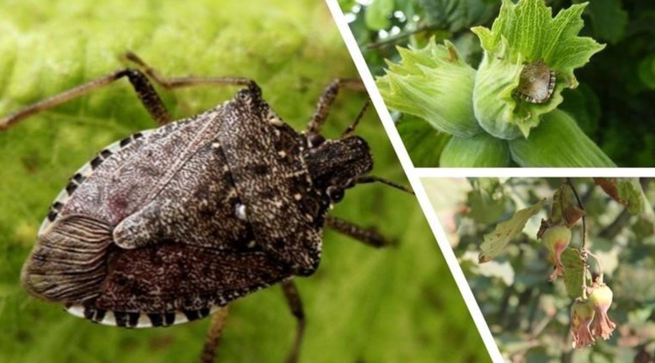 Kahverengi kokarcada ‘cezbet-öldür’ dönemi