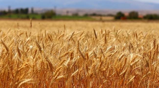 Buğday önerisi: Artık ekim ayı 'ekim ayı' olmaktan çıktı