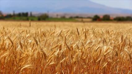 Buğday önerisi: Artık ekim ayı 'ekim ayı' olmaktan çıktı