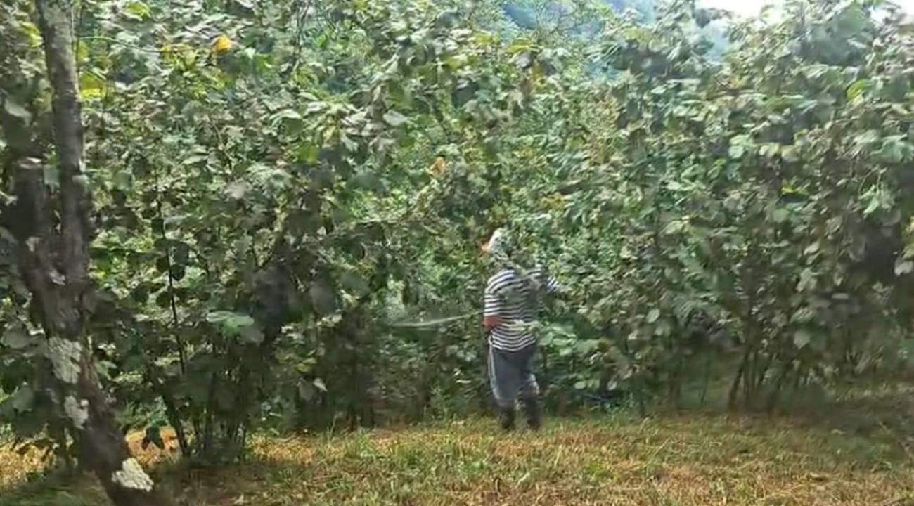 Fındık bahçelerine gizlenen Drakula ile mücadele sürüyor