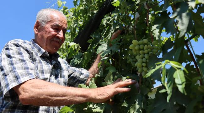 ÜZÜM FİDANLARI GETİRDİLER