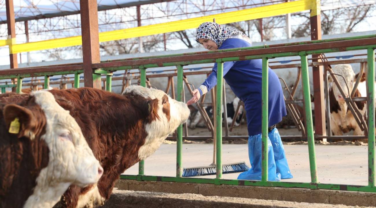 Hobi için 1 inekle başlamıştı