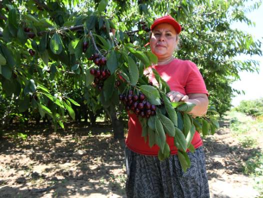 Tanesi 22 grama kadar çıkıyor: Bu sene fiyatlar yüksek