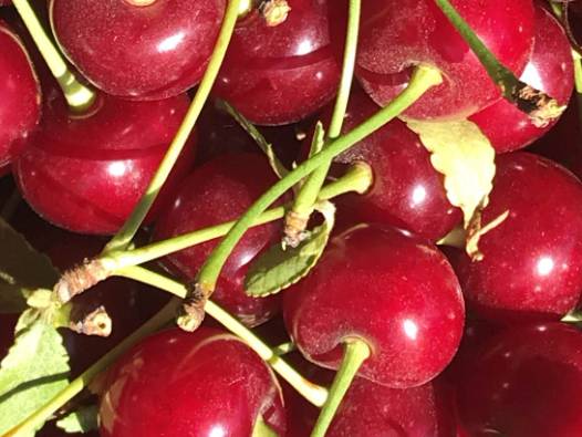 İlçede vişne sezonu başlamadan bitti