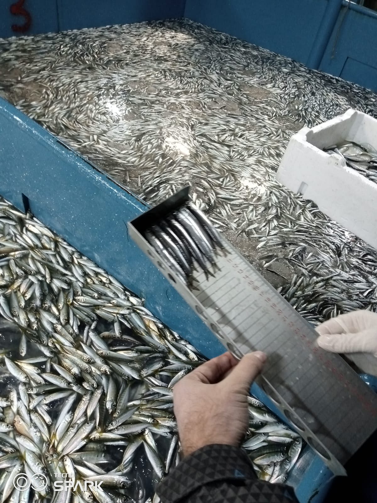 Yasal boy sınırının altında: 5 ton hamsiye el konuldu-1
