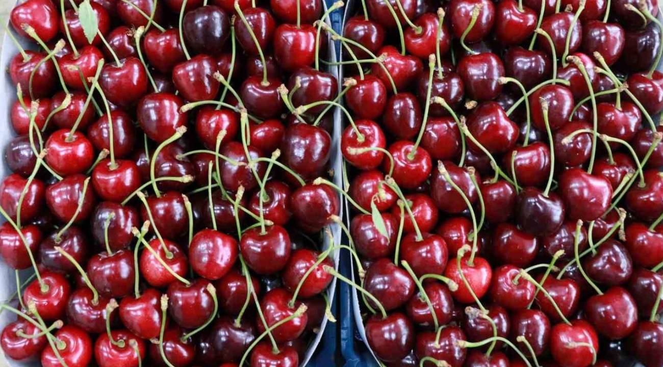 Ünü ilçeden dünyaya yayılan kirazda sezon sancılı geçiyor
