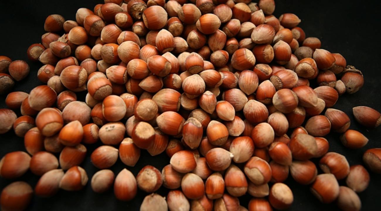 Fındık haberlerinin ardından Rekabet Kurulu Başkanı'ndan açıklama var