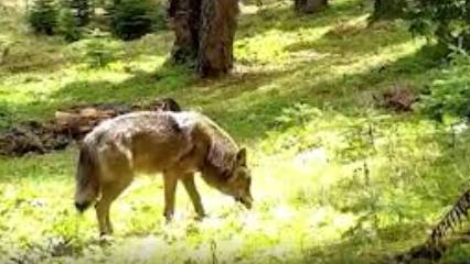 Nesli tükenme tehdidi altında: Fotokapanla görüntülendi