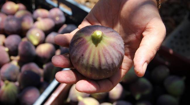 Bursa siyahı için hedeflenen pazar