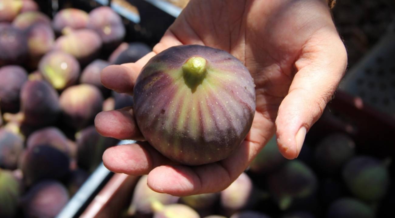 Bursa siyahı için hedeflenen pazar