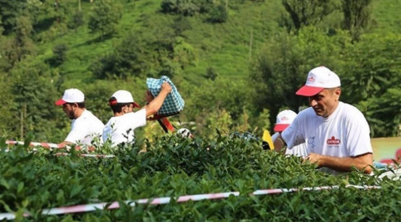 ÇAYKUR, randevulu yaş çay alım sistemine geçiyor