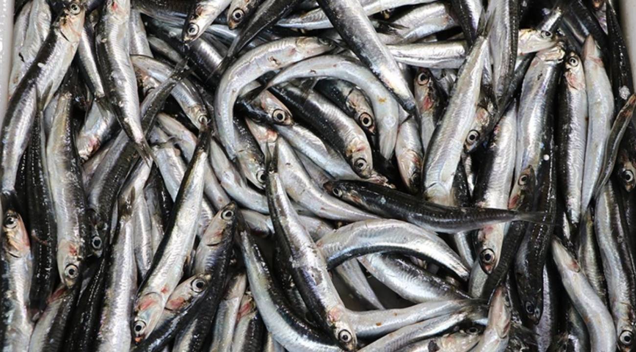 Hamsiyi palamut yedi, ağlar boş kaldı  