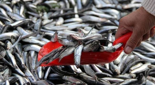 Sezonda umduğunu bulamayan Karadenizli balıkçılar hamsi avına kota istiyor 