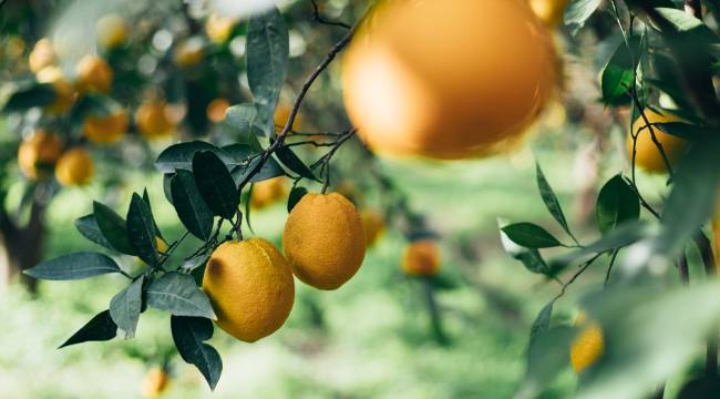 Market-tarla fiyat farkında rekor limonda 