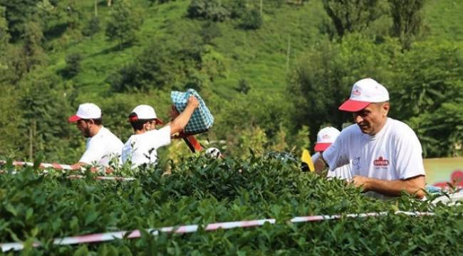 ÇAYKUR'da 2024 yaş çay sezonu yarın başlayacak