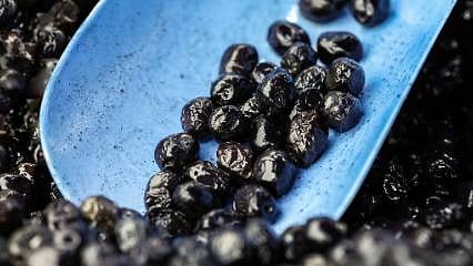 Marmarabirlik bir kilo zeytinin maliyetini hesapladı 
