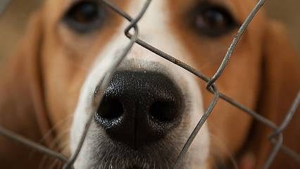 Sokak köpeklerine yönelik kanun teklifi TBMM'de
