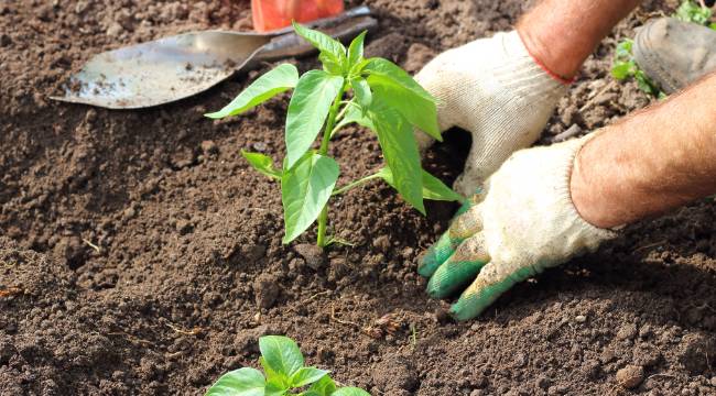 Dünyanın en zengin 162. kişisi muazzam servetinin yarısını bahçıvanına bırakıyor 