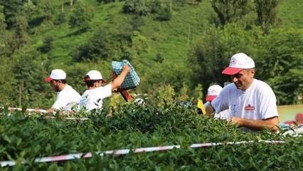 ÇAYKUR'da 2024 yaş çay sezonu yarın başlayacak