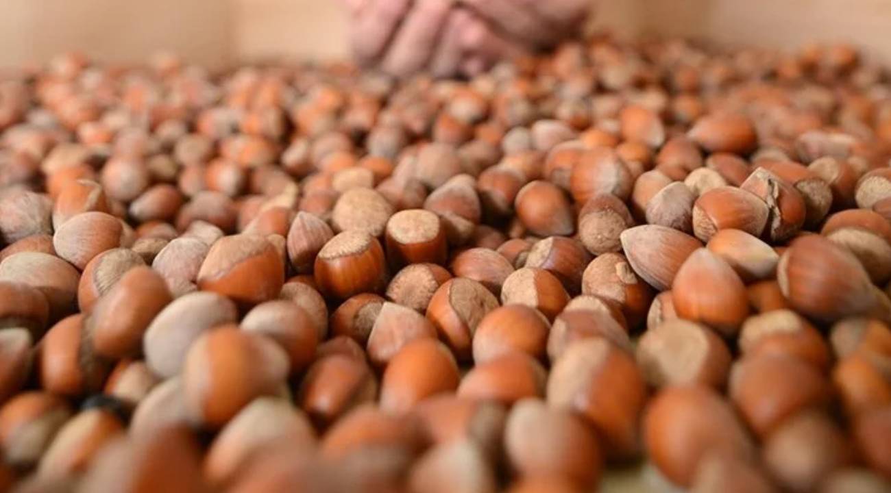 Fındık alım fiyatları açıklandı 