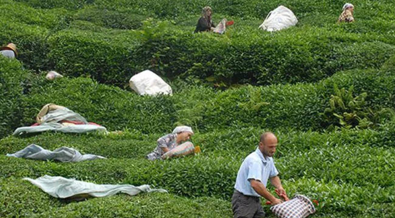 ÇAYKUR'dan kota açıklaması: "Tarihimizde ilk kez... "