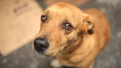 Güney Kore köpek eti ticareti ve tüketimini yasaklıyor