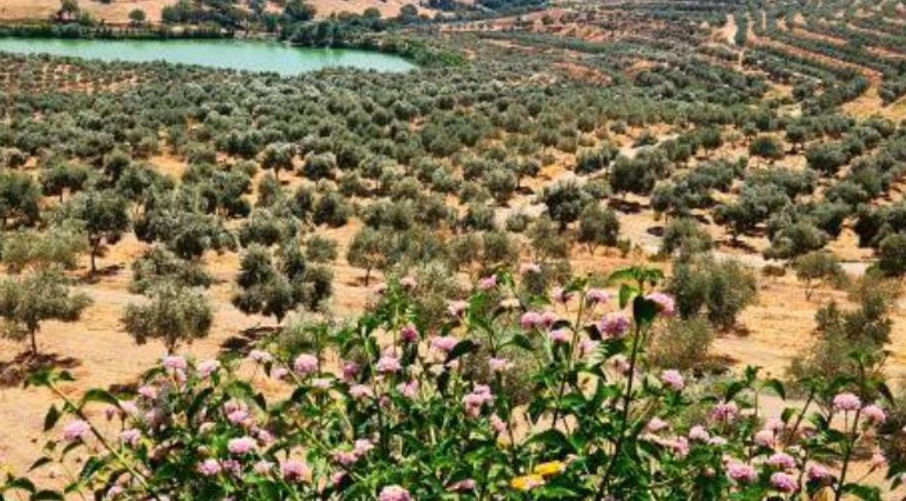 OGM personel alımı başvuruları ne zaman? OGM 496 sözleşmeli personel alımı şartlar neler?