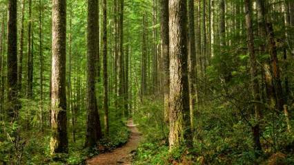 OGM personel alımı başvurusu ne zaman bitiyor? OGM 496 sözleşmeli personel alımı başvuru şartları