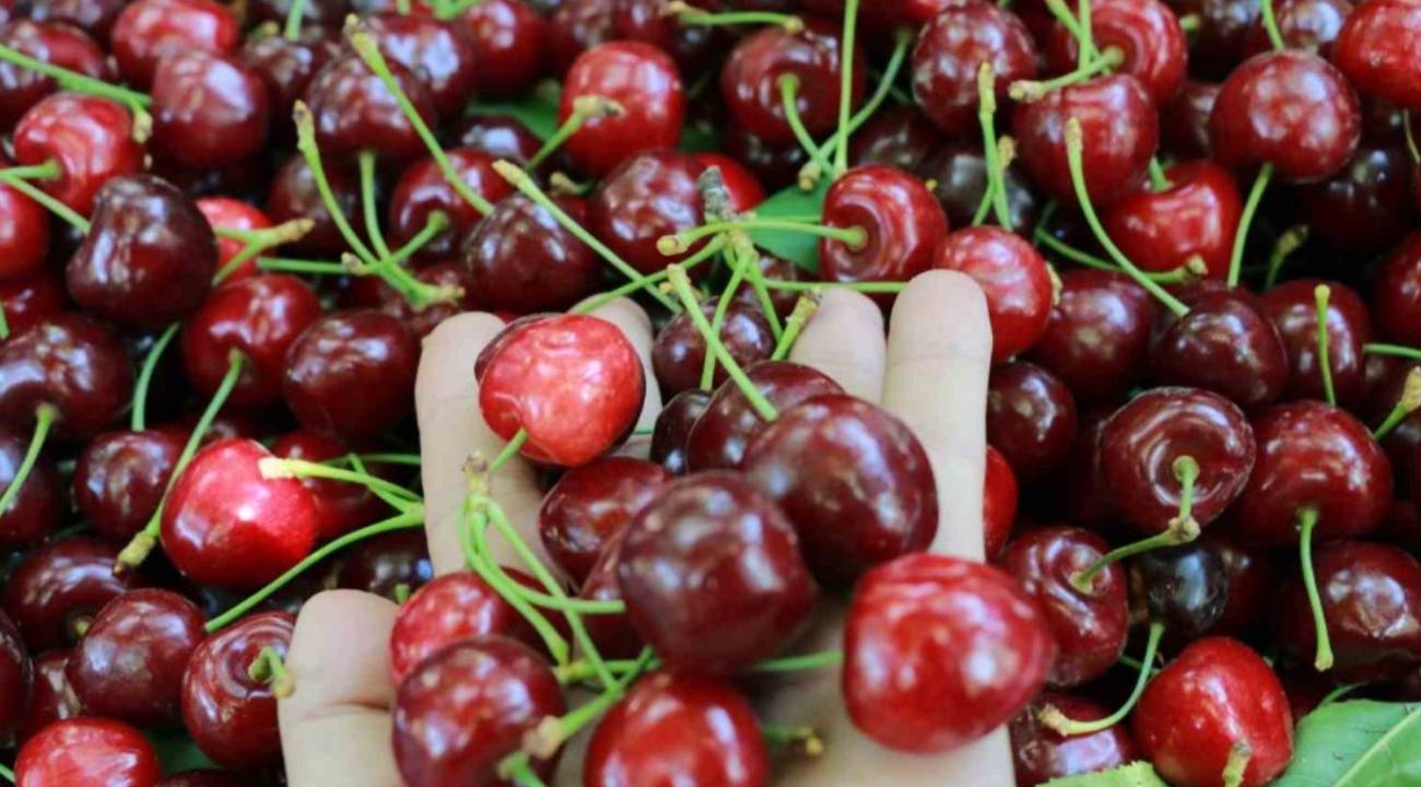 'Bu senenin 1 tonu, eskinin 10 tonundan fazla para ediyor'