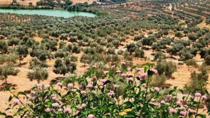 OGM personel alımı başvuruları ne zaman? OGM 496 sözleşmeli personel alımı şartlar neler?