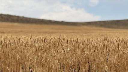Konya Ovası'nda buğdayda yüzde 15, arpada yüzde 30 rekolte kaybı bekleniyor