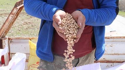 Yağışlar nohut rekoltesine can suyu oldu: Beklentiler zirveye çıktı