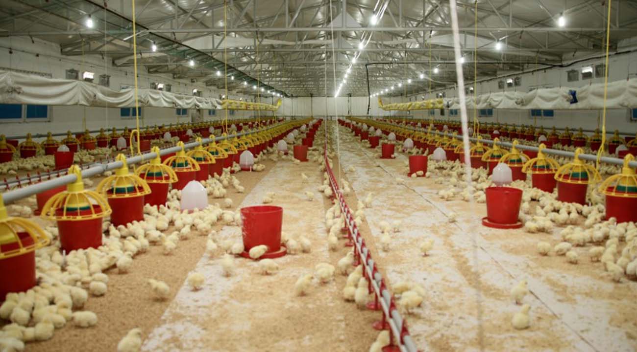 Sözleşmeli çiftliklerle geçen yıl 4.200 kişiye istihdam sağladı