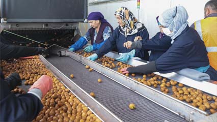 "Ceviz bahçesi yatırımı uzun vadede kazandırıyor"