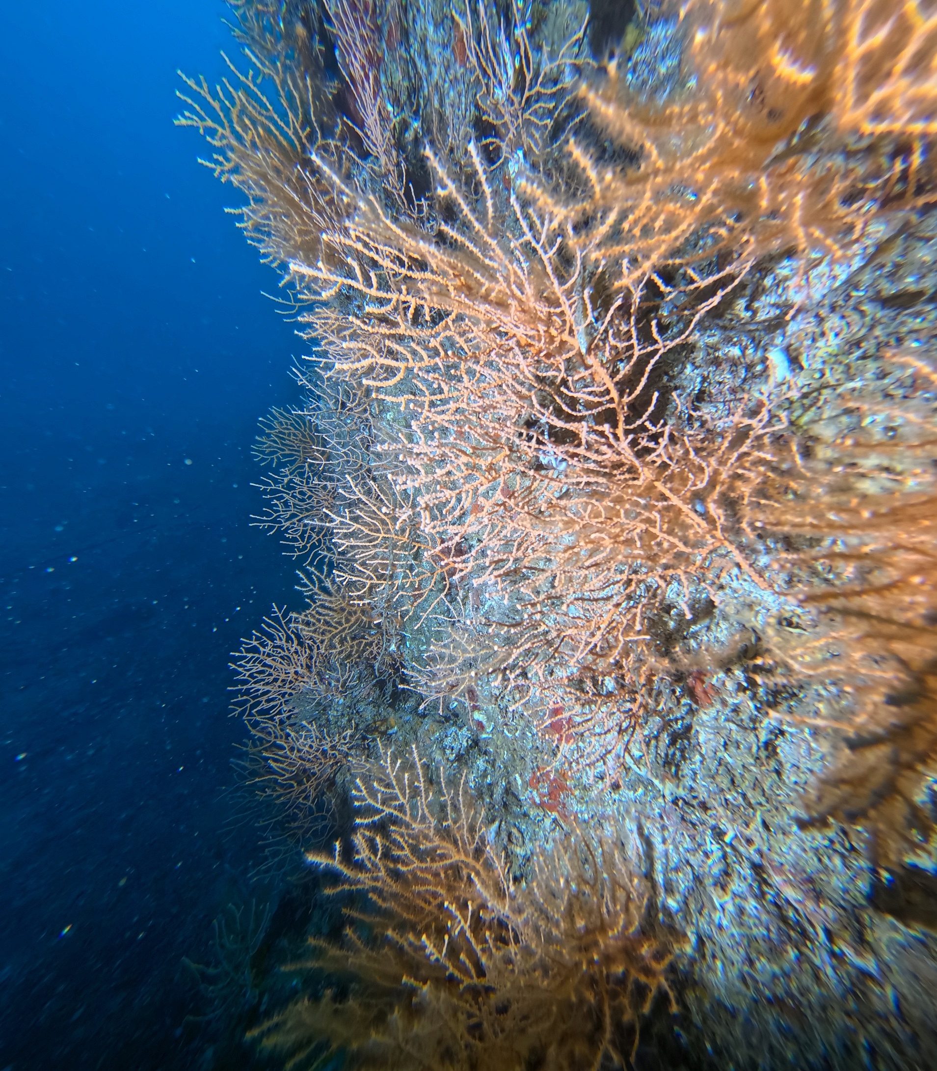 WWF-Türkiye'den ' Av Değil Yaşam Alanı' kampanyası-1
