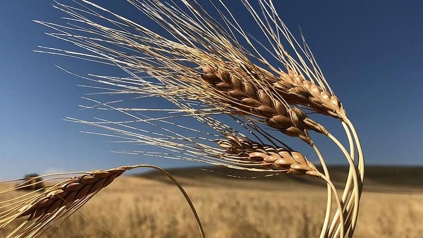 Emtia piyasasında geçen hafta: Tarım emtialarında 'gübre' endişesi