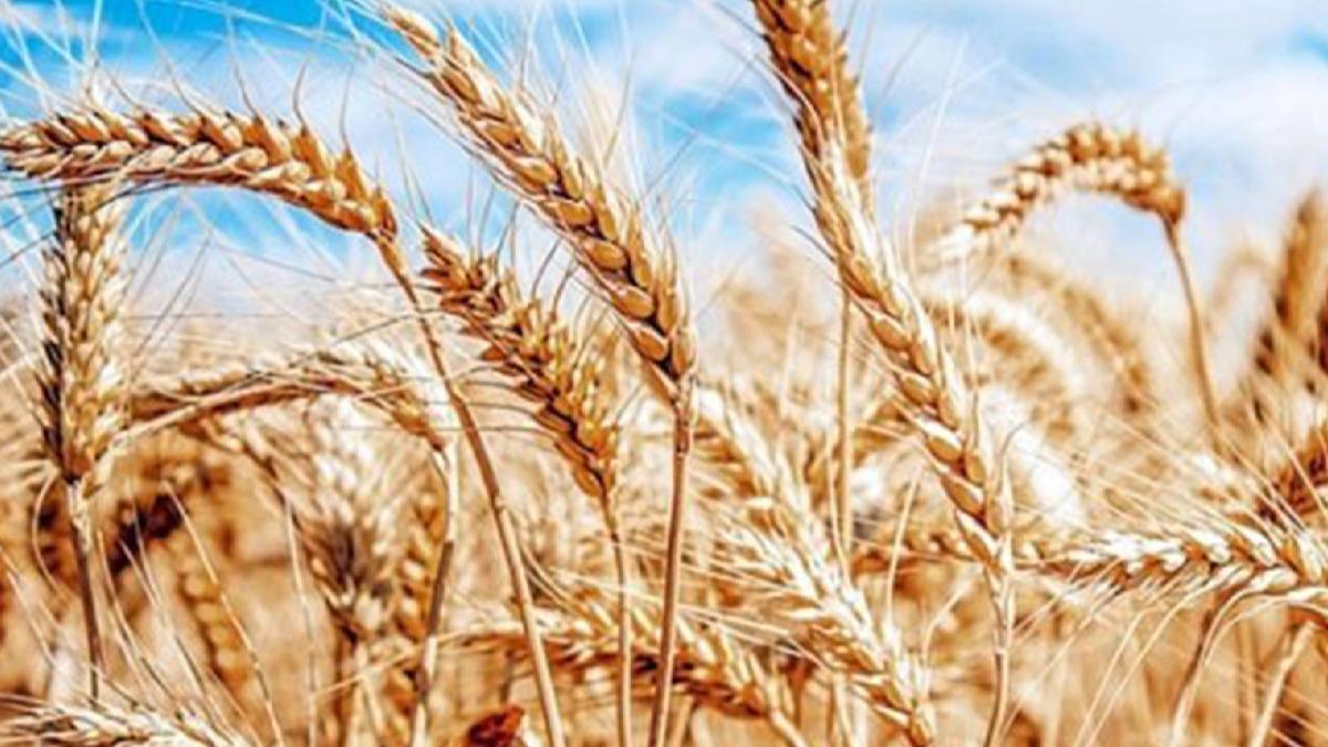 Buğday ve arpada alım fiyatları artırıldı