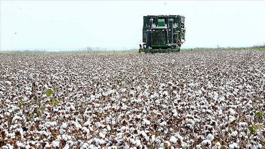 Çukurova çiftçisi alternatif ürünlere yöneldi, pamukta ekim alanı daraldı