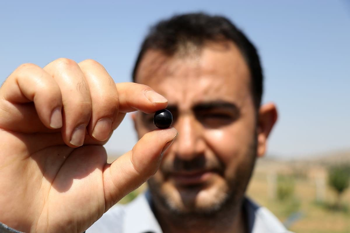 Eşinin sağlığı için yetiştirmeye başladı, şimdi talebe yetişemiyor: Kilosu 380 lira