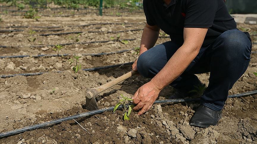 Hobi bahçeleri düzenlemesi yasalaştı: Hapis ve para cezası geldi