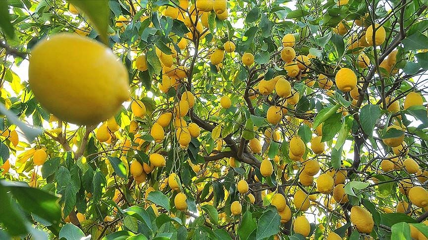 Limon ihracatı ön izne bağlandı