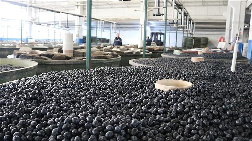Marmarabirlik ortaklarına 10 Mart'ta 75 milyon lira ödeyecek