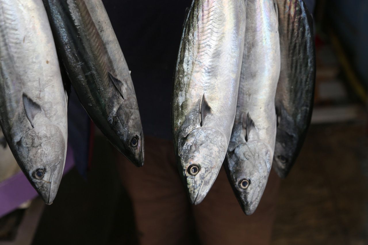 Karadeniz'deki rip akıntısı balık fiyatlarını artırdı