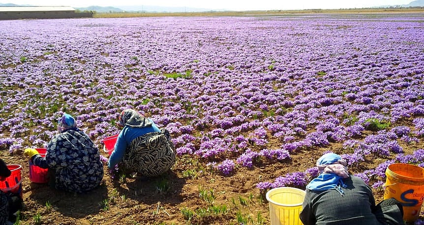 Kilosu 60 bin lira... Bu yılki hedef 30 kilonun üzeri