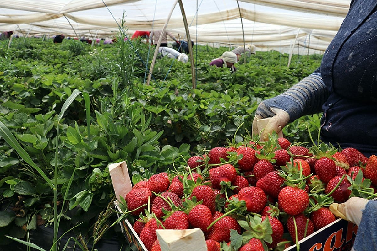 Erken uyarı ile çiftçiler 20 milyon TL tasarruf elde etti