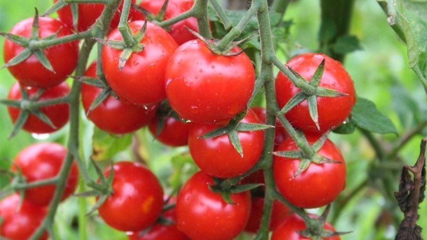 Bakan duyurdu: Rusya domates ihracatında kotayı yükseltti