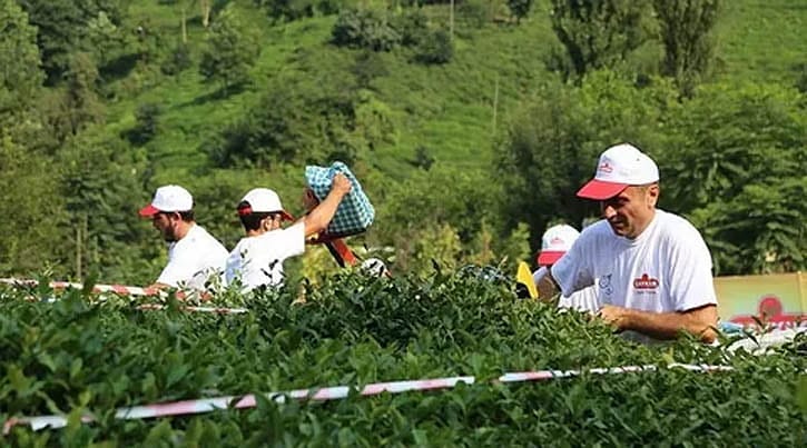 ÇAYKUR 830 işçi alacak
